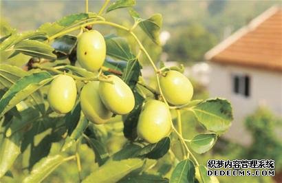 沾化冬枣未成熟 谨防假冒须注意