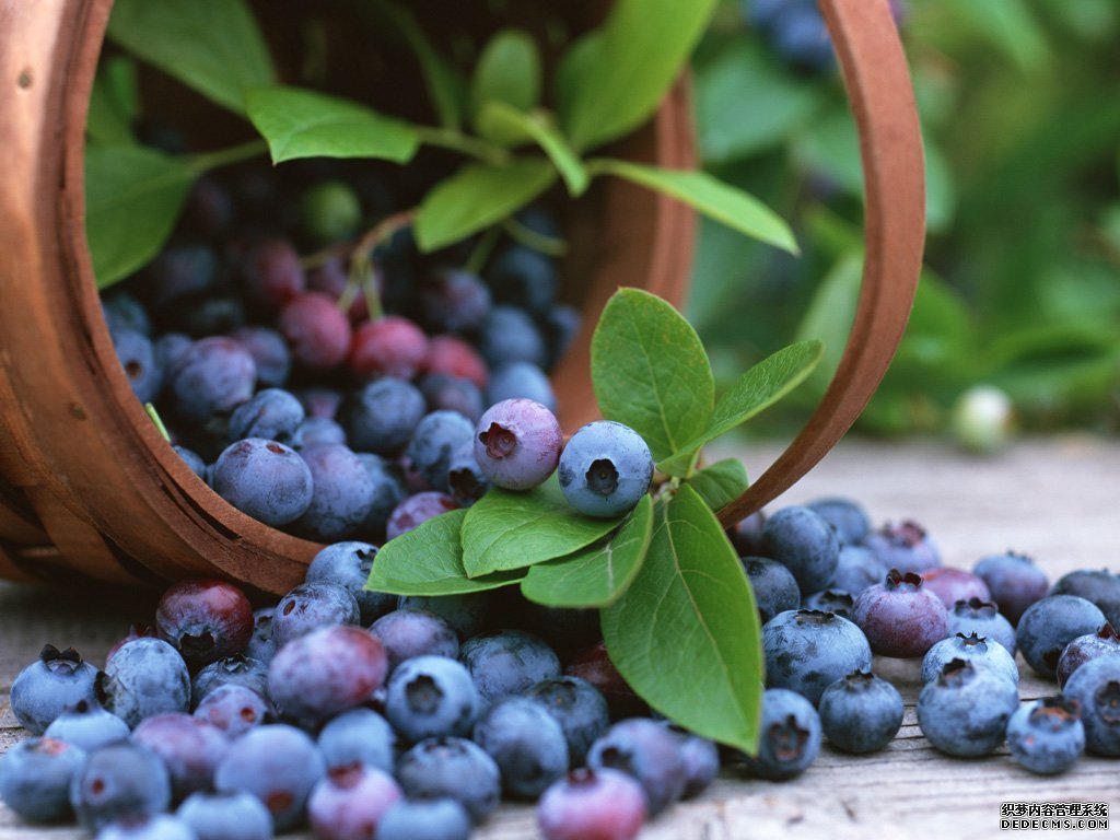 节日购蓝莓谨防“鱼目混珠”
